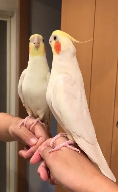 ノリノリで歌うインコさん