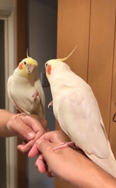 ノリノリで歌うインコさん