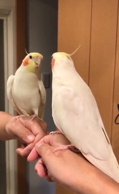 ノリノリで歌うインコさん