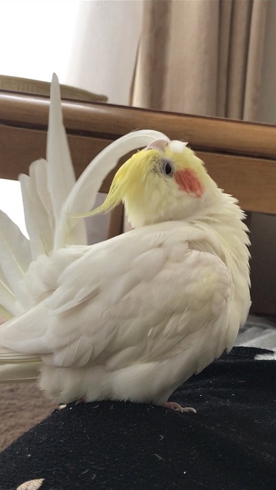ノリノリで歌うインコさん