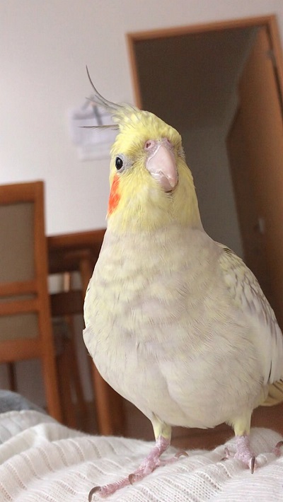ノリノリで歌うインコさん