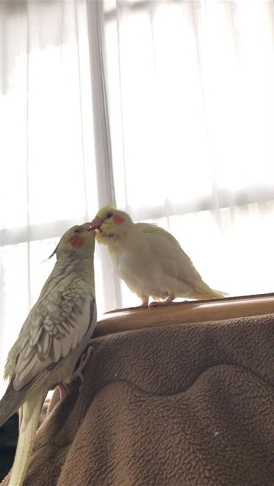 ノリノリで歌うインコさん