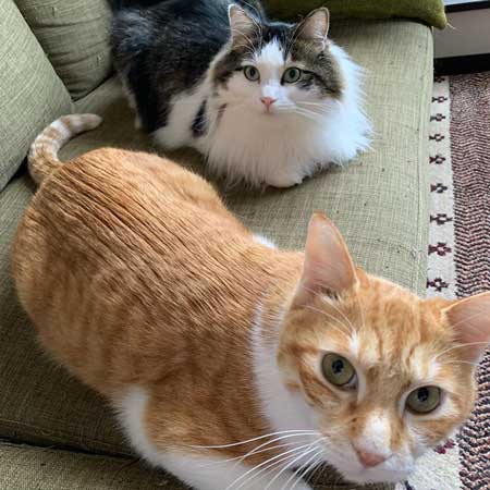 猫たちへの想いがあふれた 漫画 生き物 暮らし 別れ ねこ 秀