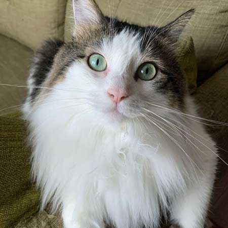 猫たちへの想いがあふれた 漫画 生き物 暮らし 別れ ねこ 秀