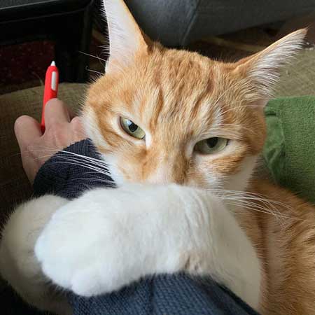 猫たちへの想いがあふれた 漫画 生き物 暮らし 別れ ねこ 秀