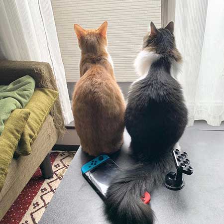 猫たちへの想いがあふれた 漫画 生き物 暮らし 別れ ねこ 秀