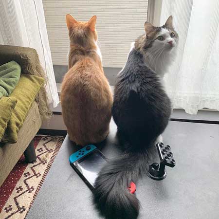 猫たちへの想いがあふれた 漫画 生き物 暮らし 別れ ねこ 秀