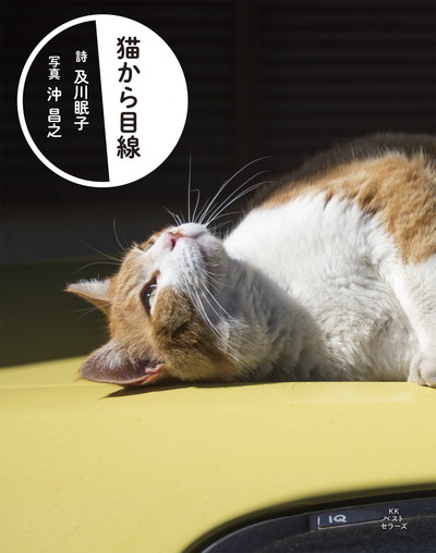 猫から目線