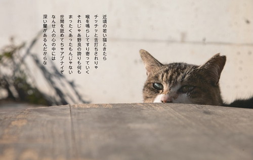 猫から目線