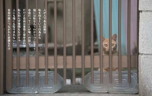 猫から目線