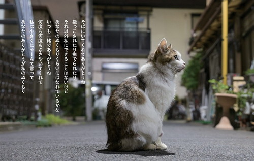 猫から目線