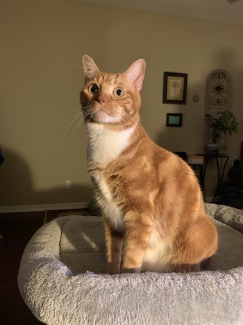 普段は普通の猫の形態