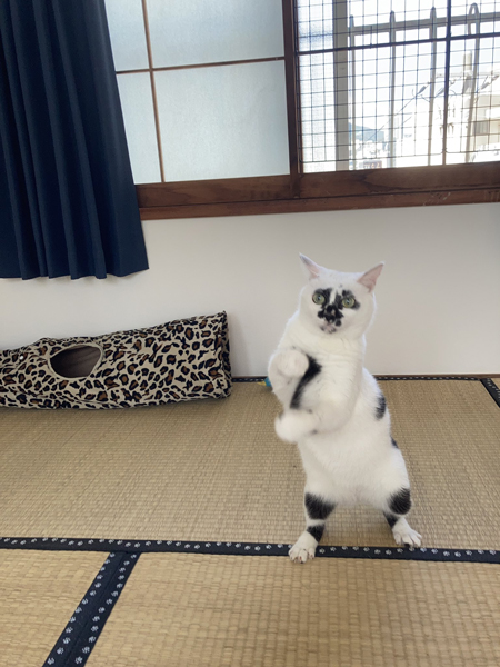 じゃかじゃかじゃんけんアップ