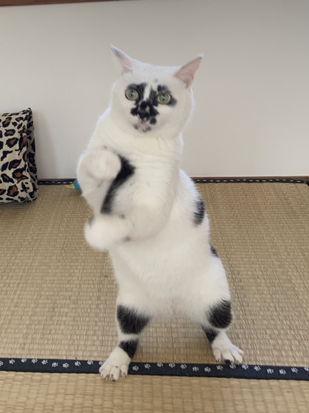 ジャカジャカ
