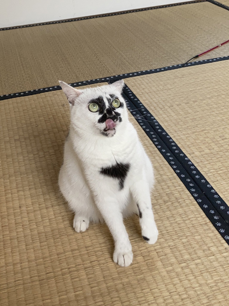 すごい顔のミーちゃん