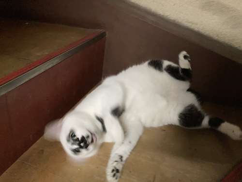 ミーちゃんドリル