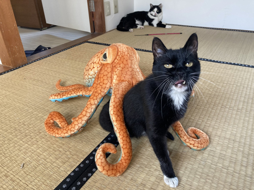 タコとタビ子ちゃん