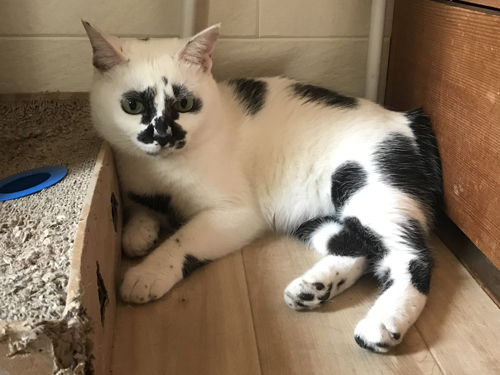 伏せるミーちゃん