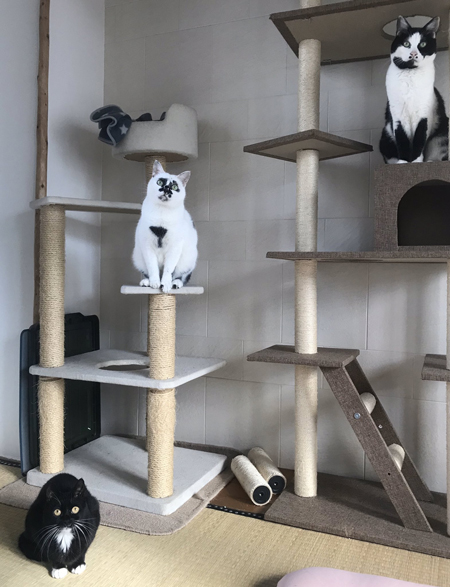 3匹とキャットタワー
