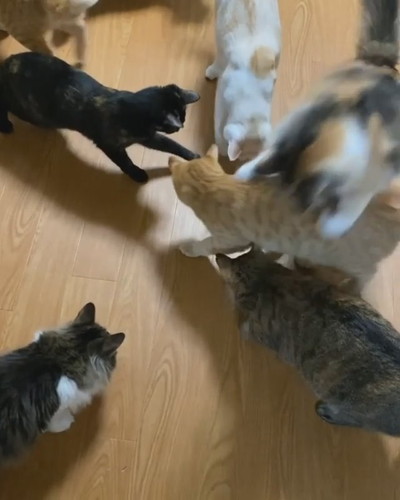 ゴーヤとネコちゃんたち