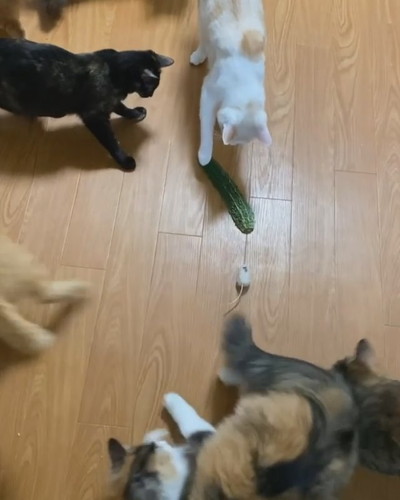 ゴーヤとネコちゃんたち