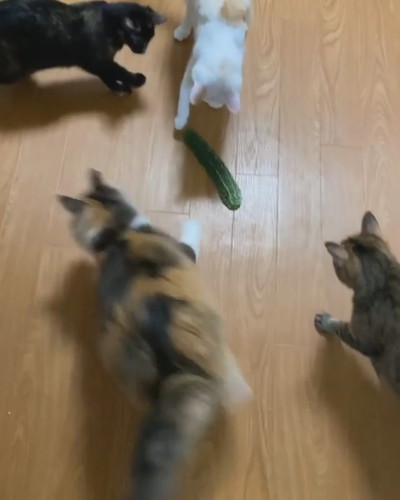 ゴーヤとネコちゃんたち