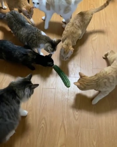 ゴーヤとネコちゃんたち