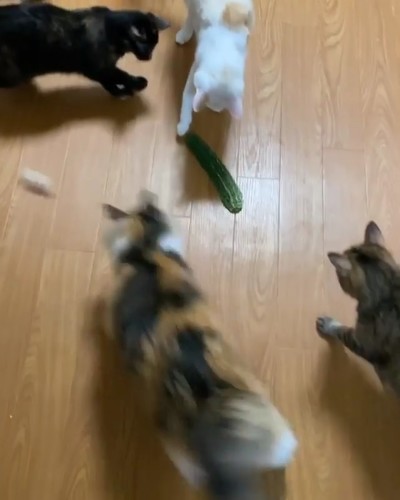 ゴーヤとネコちゃんたち