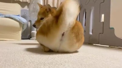 柴犬りんご郎さん