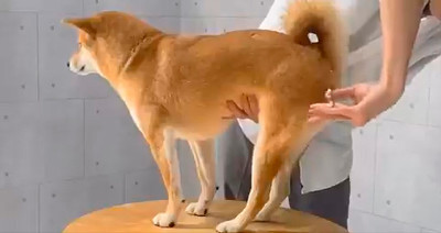 柴犬りんご郎さん