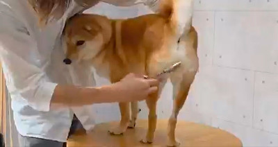 柴犬りんご郎さん