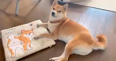 柴犬りんご郎さん