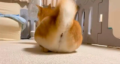 柴犬りんご郎さん