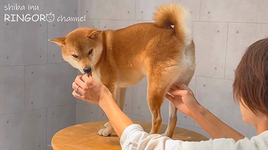 柴犬りんご郎さん