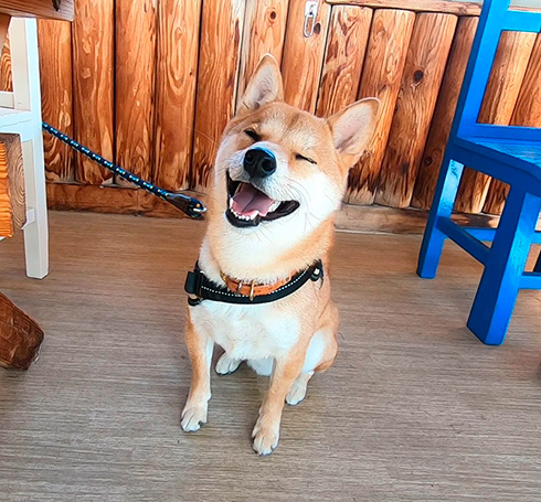 柴犬りんご郎さん