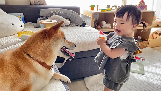 柴犬りんご郎さん