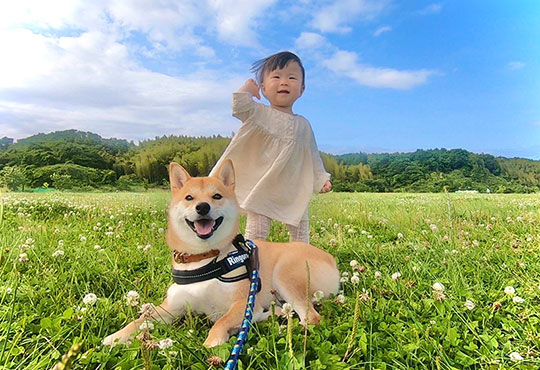 柴犬りんご郎さん