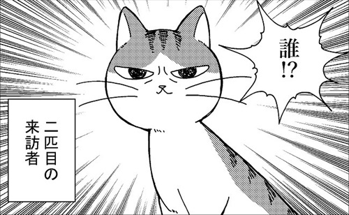 ボス猫・ちゃ太郎くん襲来