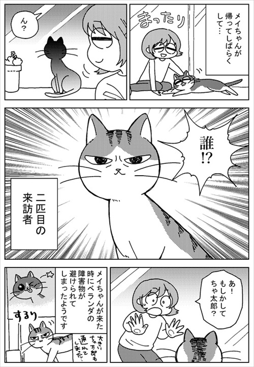 ボス猫・ちゃ太郎くん襲来