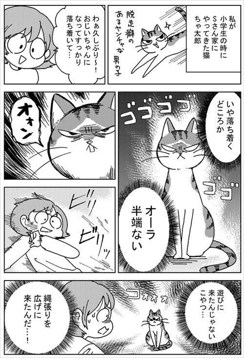 ボス猫・ちゃ太郎くん襲来