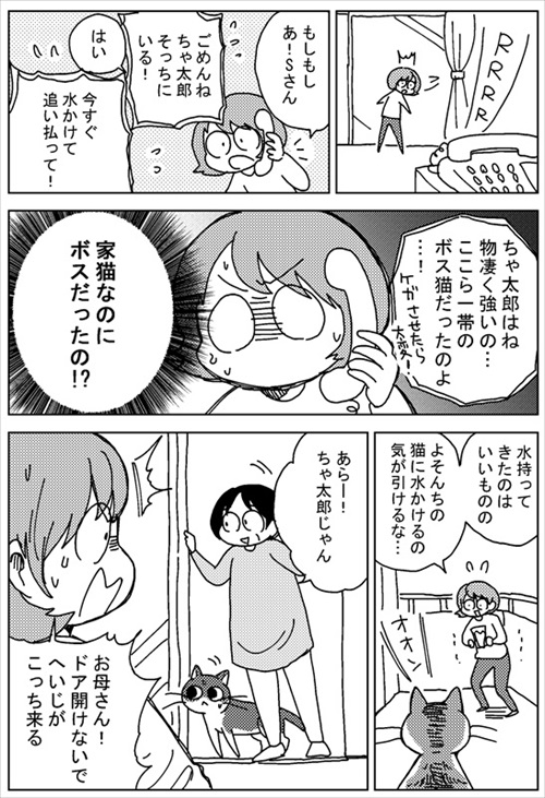 ボス猫・ちゃ太郎くん襲来