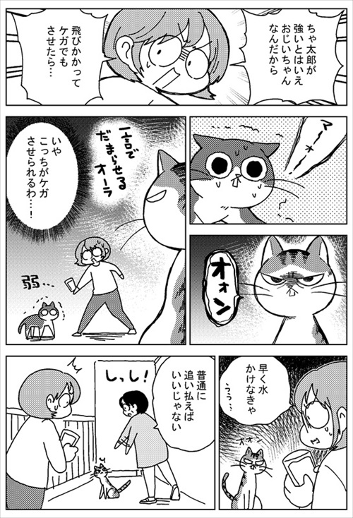 ボス猫・ちゃ太郎くん襲来