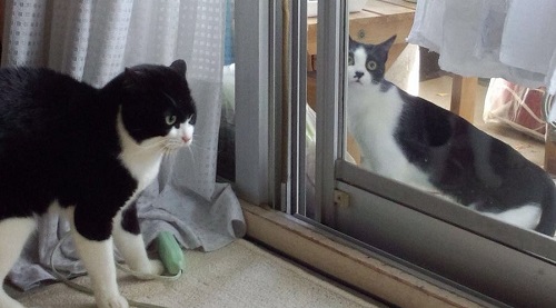 ボス猫・ちゃ太郎くん襲来