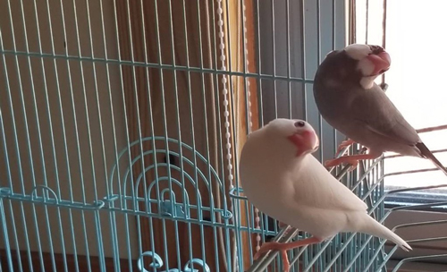 シンクロまめうめくん