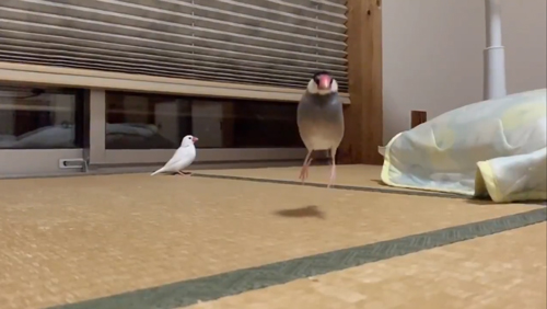 文鳥に駆けよられたい方ジャンプするまめくんアップ
