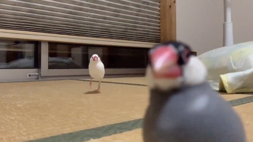 文鳥に駆けよられたい方走りはじめたうめくん
