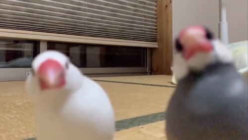 文鳥に駆けよられたい方アップ