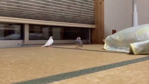 文鳥に駆けよられたい方スタート