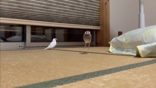 文鳥に駆けよられたい方ジャンプするまめくん