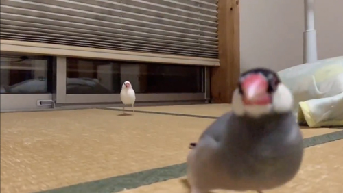 文鳥に駆けよられたい方どアップになったまめくん